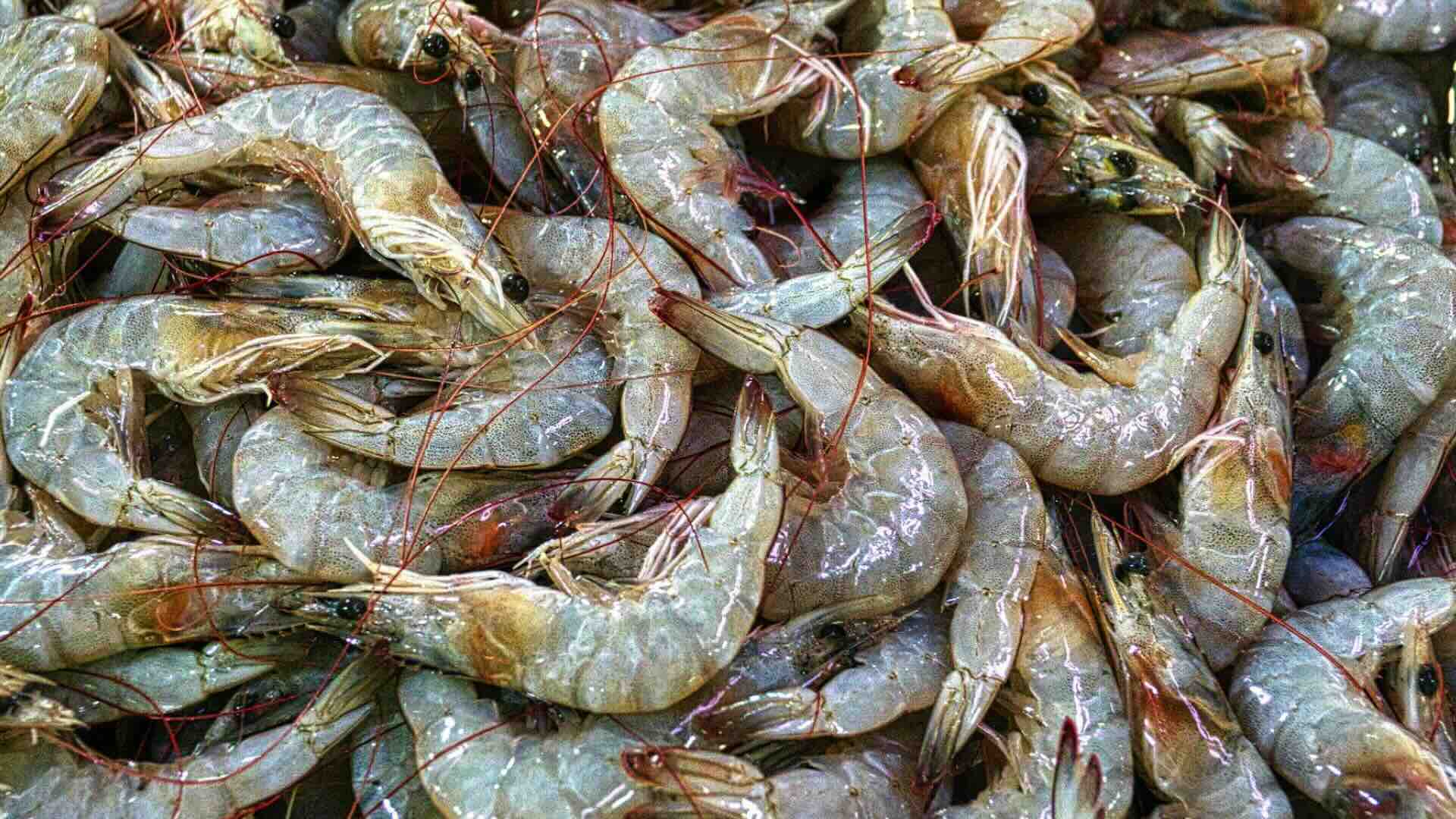Prawn is a common name for small aquatic crustaceans with an exoskeleton and ten legs (members of the order of decapods), some of which are edible. The term prawn is used particularly in the United Kingdom, Ireland, and Commonwealth nations, for large swimming crustaceans or shrimp, especially those with commercial significance in the fishing industry. Shrimp in this category often belong to the suborder Dendrobranchiata. In North America, the term is used less frequently, typically for freshwater shrimp. The terms shrimp and prawn themselves lack scientific standing. Over the years, the way they are used has changed, and in contemporary usage, the terms are almost interchangeable.
